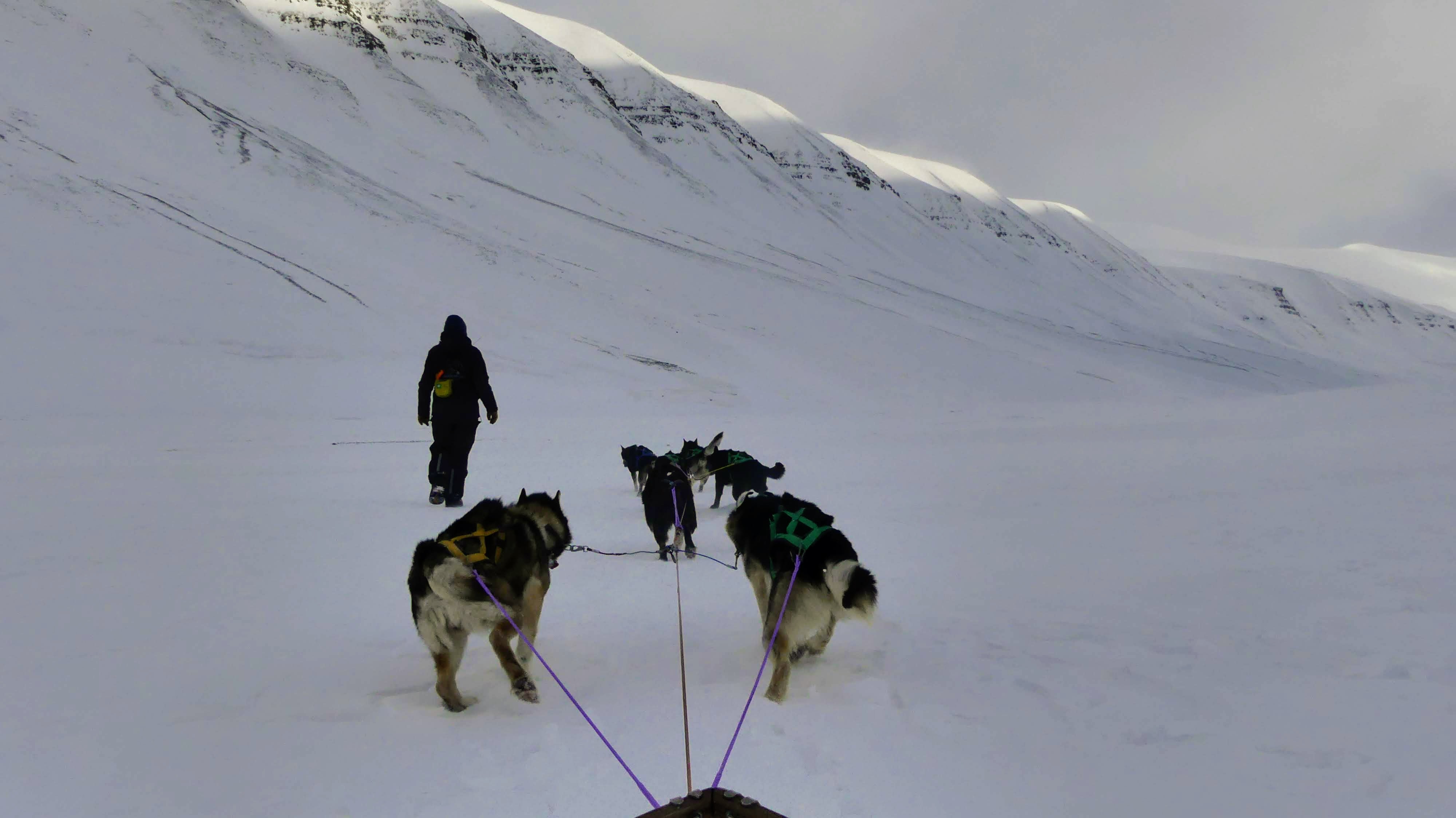 Dog sled team on a snowy landscape